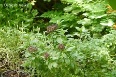 Ocimum basilicum var. basilicum